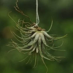 CGASPL Ionantha Tillandsia Air Plant