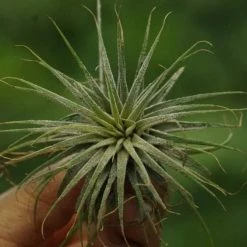 CGASPL Ionantha Tillandsia Air Plant