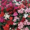 Goldsmith Impatiens Accent Premium Mix Flower Seeds