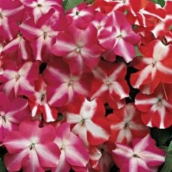 Goldsmith Impatiens Accent Star Mix Flower Seeds Imported Flower Seeds