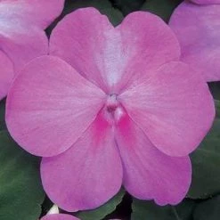 CGASPL Impatiens F1 Super Elfin Blue Pearl Flower Seeds