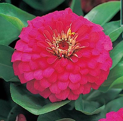 Takii Seeds Zinnia Double Dreamland Rose Flower Seeds 3 Takii Seeds Zinnia Double Dreamland Rose Flower Seeds