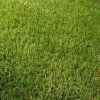 CGASPL Indian Bermuda Lawn Grass Seeds Cyonodon Dactylon (1 Kg) Trees Of India