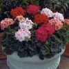 Goldsmith Geranium Bulls Eye Mix Flower Seeds