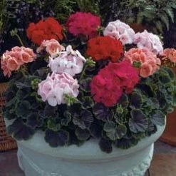 Goldsmith Geranium Bulls Eye Mix Flower Seeds
