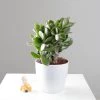CGASPL Good Luck Feng Shui Crassula Ovata Jade Plant (Crassula Argentea, Jade Plant) Plant Plants 1 CGASPL Good Luck Feng Shui Crassula Ovata Jade Plant (Crassula Argentea, Jade Plant) Plant Plants