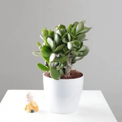 CGASPL Good Luck Feng Shui Crassula Ovata Jade Plant (Crassula Argentea, Jade Plant) Plant Plants