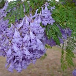 CGASPL Jacaranda Mimosifolia(Qg) Seeds- 1 Kg Trees Of India
