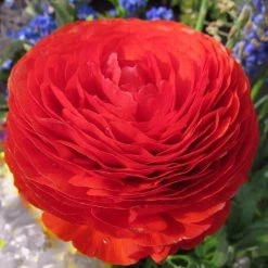 CGASPL Ranunculus Red Color Flower Bulbs (Pack Of 6 Bulbs) Winter Flower Bulbs