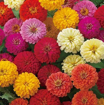 Takii Seeds Zinnia Double Dreamland Mix Flower Seeds 3 Takii Seeds Zinnia Double Dreamland Mix Flower Seeds