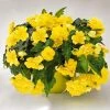 CGASPL Begonia Seeds Begonia Tuberhybrida Nonstop Joy Flower Seeds 1 CGASPL Begonia Seeds Begonia Tuberhybrida Nonstop Joy Flower Seeds