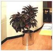 CGASPL Pot-Planters Golden Tulipa Planter