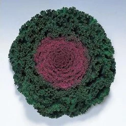 CGASPL Ornamental Cabbage Kamome Red Seeds Imported Flower Seeds