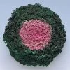 CGASPL Imported Flower Seeds Ornamental Cabbage Kamome Pink Seeds