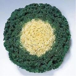 CGASPL Imported Flower Seeds Ornamental Cabbage Kamome White Seeds