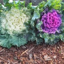 CGASPL Imported Flower Seeds Ornamental Cabbage Kamome Mix Seeds