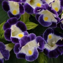 CGASPL Imported Flower Seeds Torenia Kauai Blue & White Flower Seeds