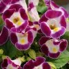 CGASPL Imported Flower Seeds Torenia Kauai Burgundy Flower Seeds 2 CGASPL Imported Flower Seeds Torenia Kauai Burgundy Flower Seeds