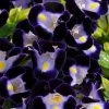 CGASPL Imported Flower Seeds Torenia Kauai Deep Blue Flower Seeds