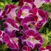 CGASPL Torenia Kauai Magenta Flower Seeds Imported Flower Seeds