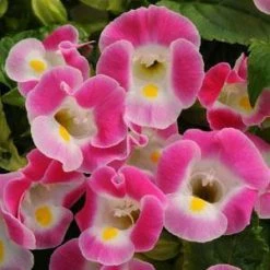 CGASPL Imported Flower Seeds Torenia Kauai Rose Flower Seeds