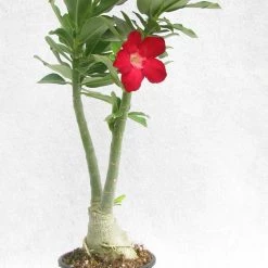 CGASPL Adenium Single Layer Red Flower Plant