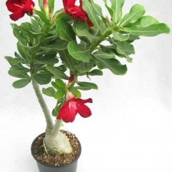 CGASPL Adenium Single Layer Red Flower Plant