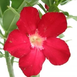 CGASPL Adenium Single Layer Red Flower Plant