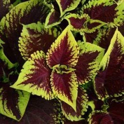 Pan American Seeds Imported Flower Seeds Coleus Kong Scarlet Seeds