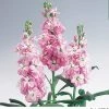 Takii Seeds Stock Xmas Pink Flower Seeds