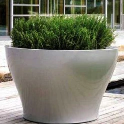 CGASPL Hypoestes  Fiber Planter