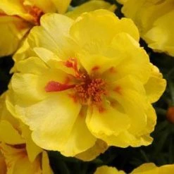 CGASPL Imported Flower Seeds Portulaca Happy Hour Lemon Flower Seeds