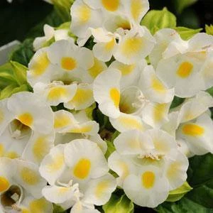 CGASPL Torenia Kauai Lemon Drop Flower Seeds Imported Flower Seeds 3 CGASPL Torenia Kauai Lemon Drop Flower Seeds Imported Flower Seeds