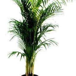 CGASPL 5 Indoor Plant Pack - Aglaonema Lipstick, Green Money Plant, Syngonium Plant, Areca Palm, Peace Lily 11 CGASPL 5 Indoor Plant Pack - Aglaonema Lipstick, Green Money Plant, Syngonium Plant, Areca Palm, Peace Lily