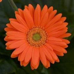 CGASPL Gerbera Mega Revolution Orange Light Eye Flower Seeds