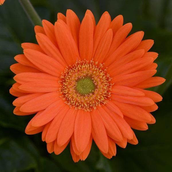 CGASPL Gerbera Mega Revolution Orange Light Eye Flower Seeds 3 CGASPL Gerbera Mega Revolution Orange Light Eye Flower Seeds