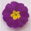 CGASPL Imported Flower Seeds Primula Acaulis Danova Light Violet Flower Seeds 1 CGASPL Imported Flower Seeds Primula Acaulis Danova Light Violet Flower Seeds