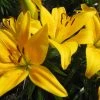 CGASPL Lilium Asiatic Tiny Bee Yellow Flower Bulbs (Pack Of 10) Winter Flower Bulbs