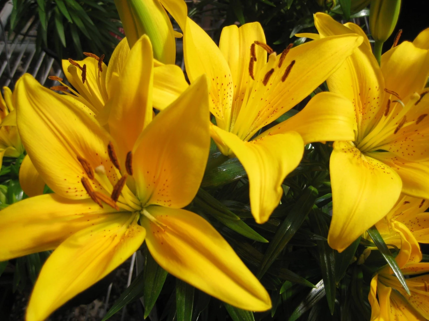 CGASPL Lilium Asiatic Tiny Bee Yellow Flower Bulbs (Pack Of 10) Winter Flower Bulbs 3 CGASPL Lilium Asiatic Tiny Bee Yellow Flower Bulbs (Pack Of 10) Winter Flower Bulbs