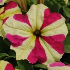 Pan American Seeds Imported Flower Seeds Petunia Sophistica Lime Bicolor Flower Seeds