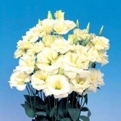 CGASPL Lisianthus (Eustoma) Echo Yellow Flower Seeds Imported Flower Seeds