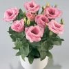 CGASPL Lisianthus (Eustoma) Rosie Pink Flower Seeds Imported Flower Seeds