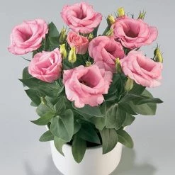 CGASPL Lisianthus (Eustoma) Rosie Pink Flower Seeds Imported Flower Seeds