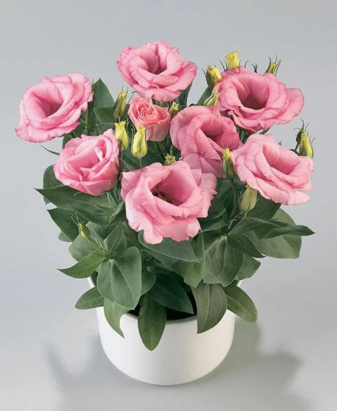 CGASPL Lisianthus (Eustoma) Rosie Pink Flower Seeds Imported Flower Seeds 3 CGASPL Lisianthus (Eustoma) Rosie Pink Flower Seeds Imported Flower Seeds