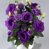 CGASPL Lisianthus (Eustoma) Rosie Lavender Blue Flower Seeds Imported Flower Seeds