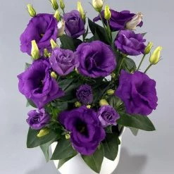 CGASPL Lisianthus (Eustoma) Rosie Lavender Blue Flower Seeds Imported Flower Seeds