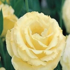 CGASPL Imported Flower Seeds Lisianthus (Eustoma) Arena III Gold Flower Seeds