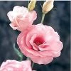 CGASPL Lisianthus (Eustoma) Arena III Pink Flower Seeds