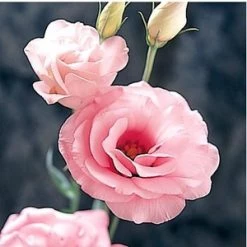 CGASPL Lisianthus (Eustoma) Arena III Pink Flower Seeds