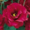 CGASPL Lisianthus (Eustoma) Arena III Red Flower Seeds Imported Flower Seeds 2 CGASPL Lisianthus (Eustoma) Arena III Red Flower Seeds Imported Flower Seeds